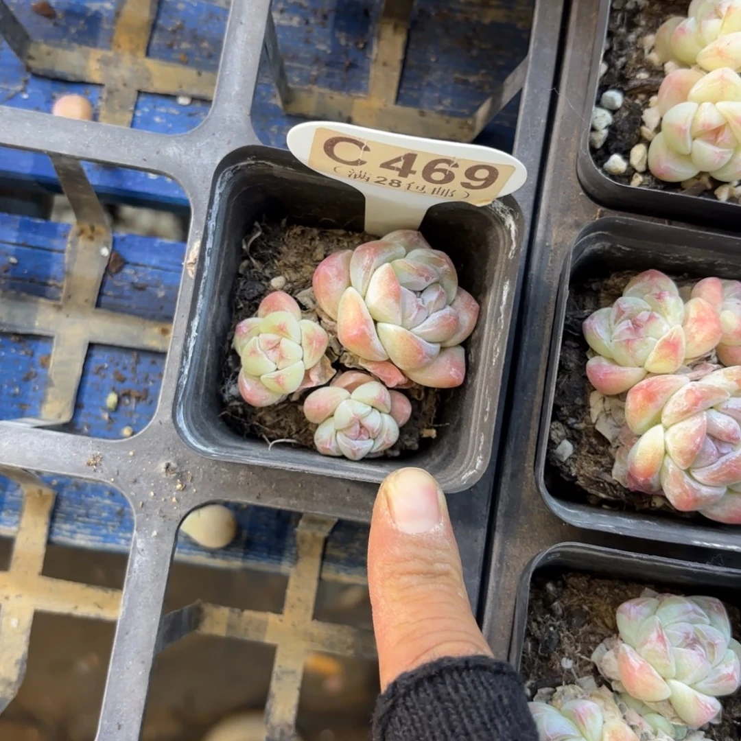 C469白底冰玉一物一拍