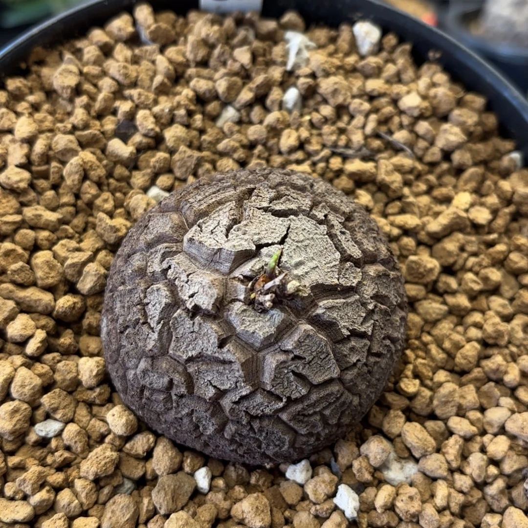 1116龟甲龙不退不换