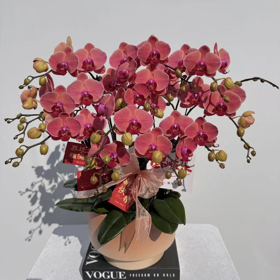 蝴蝶兰《那博纳》橘红色系 耐开好养 蜡质花 轻奢高级 室内花花