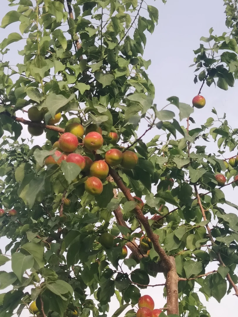 新疆青杏现摘现发香甜可口新鲜水果