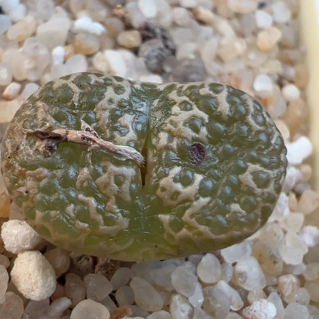 127号全窗10km泡泡勋章……