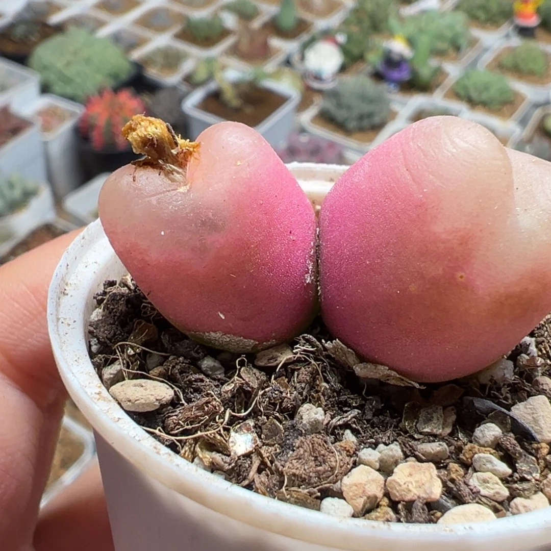 851多肉植物种类多样