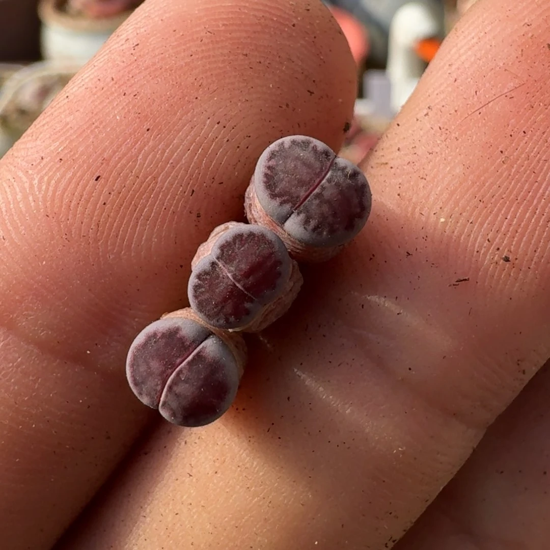 *️***F137岛田黑丝绒紫菊二代多肉