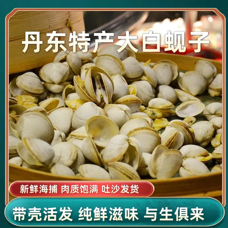 【鲜活发货】丹东白蚬子4斤装  鲜活大号吐沙95%无沙