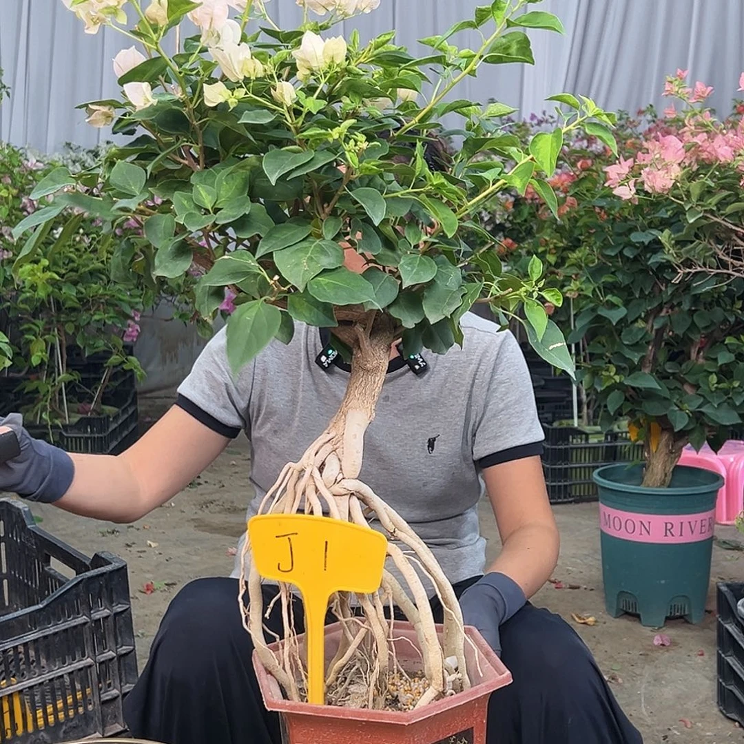 静***开当前无花栽培后可以开花J1暗丽