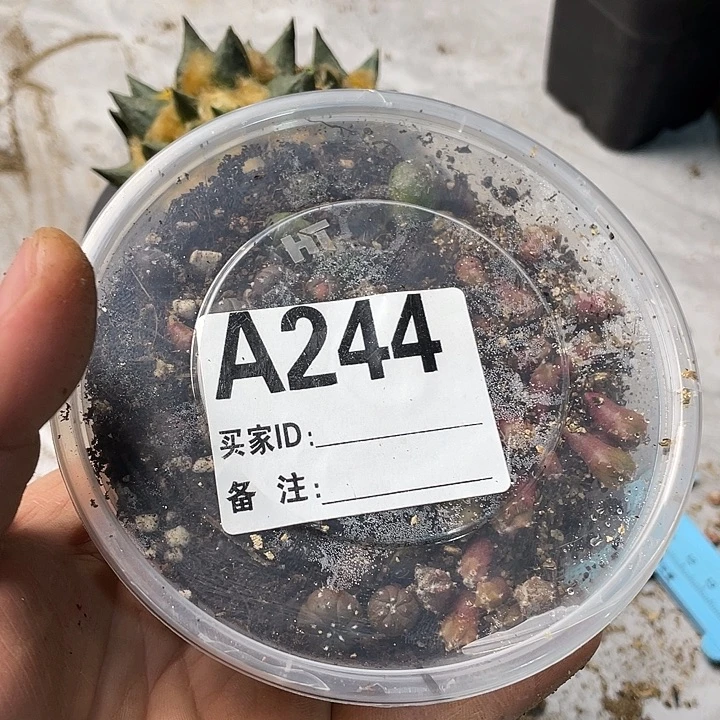 完全开放244小苗兜栾