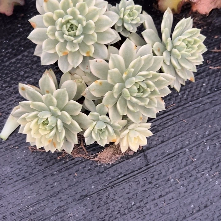 马库斯白锦群生多头