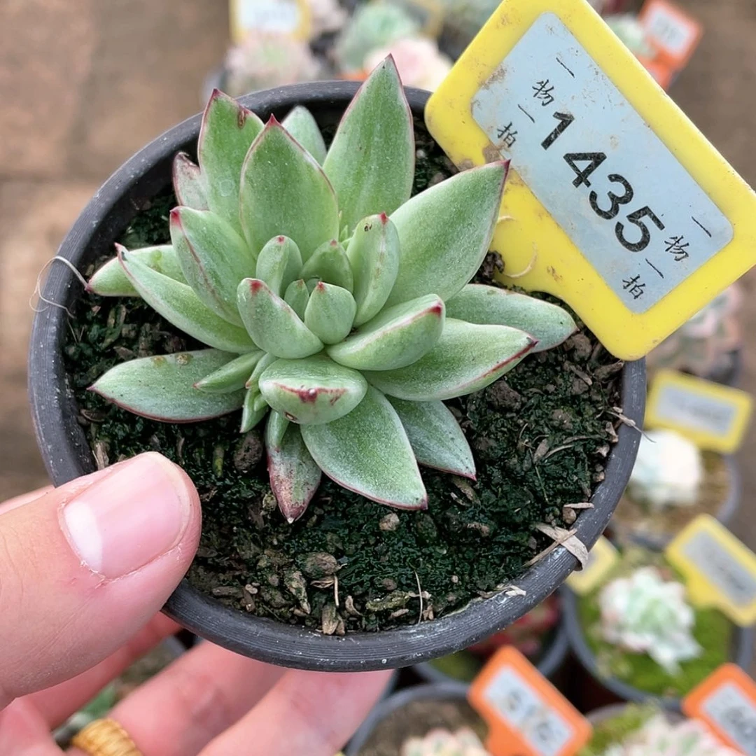 【闪购商品】1435号