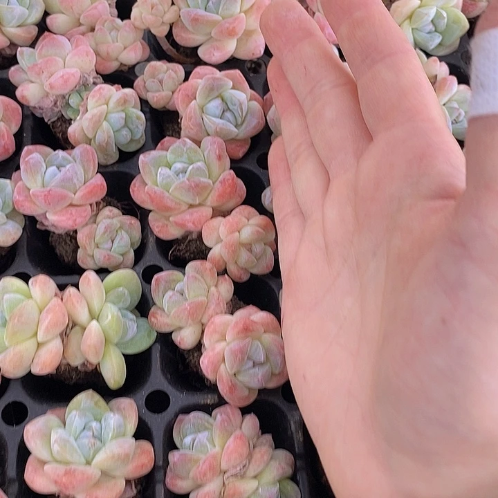 18 多肉植物盆栽花卉植物