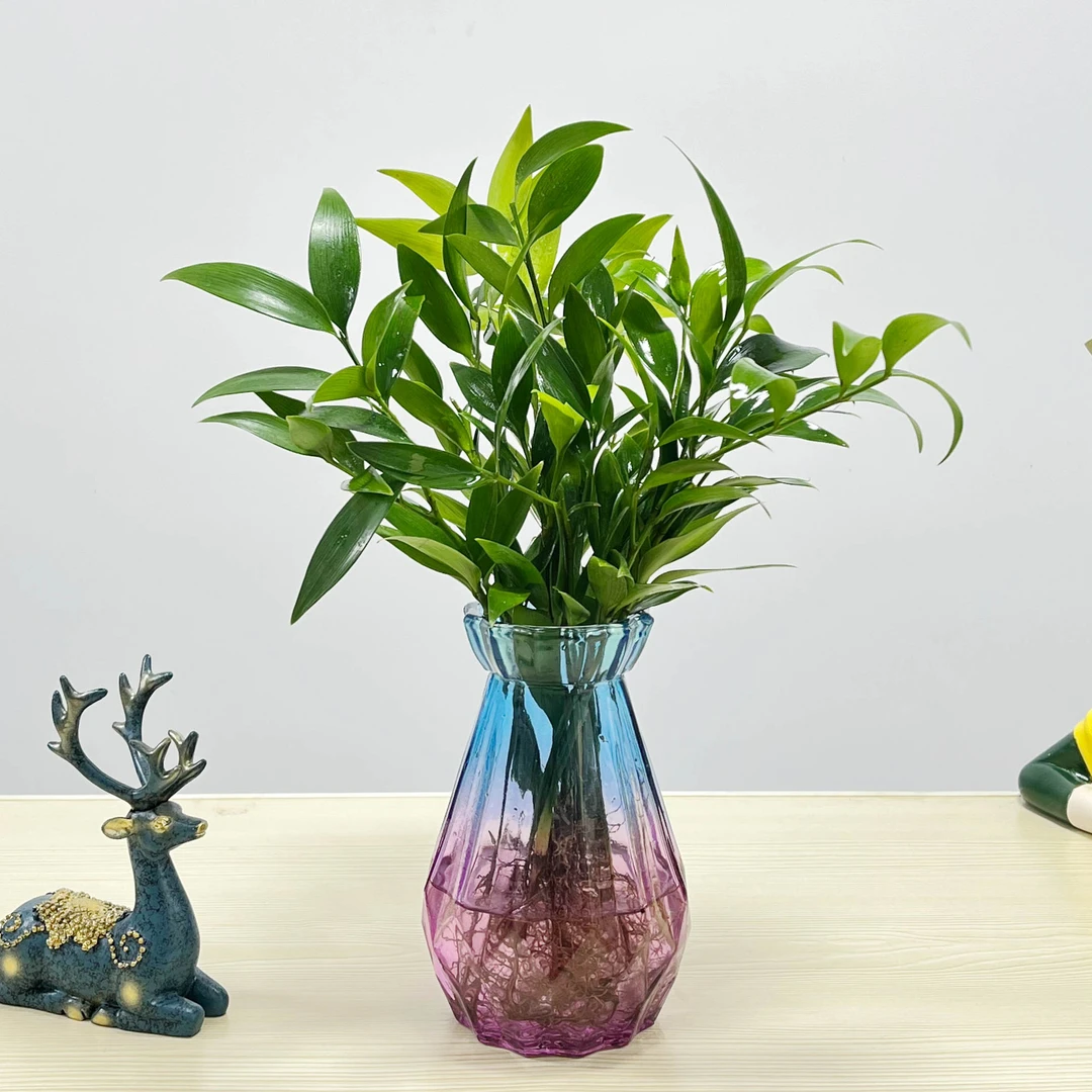 基地直发水培花瓶驱蚊竹柏水养植物室内高端桌面绿植盆栽精品花卉