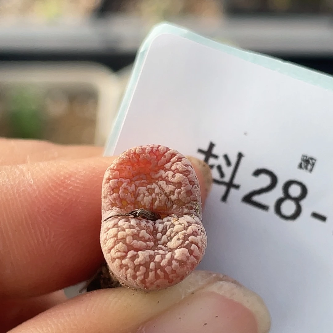 28-91泡泡鸟多肉植物