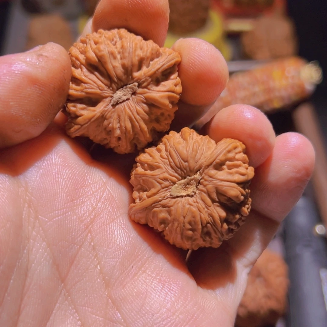 瑞麟文玩核桃白狮子