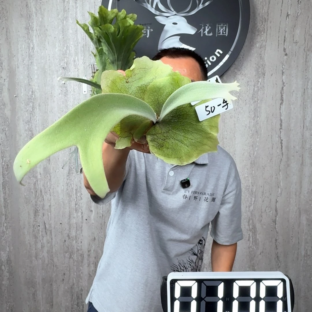 完全开放绿植绿植绿植