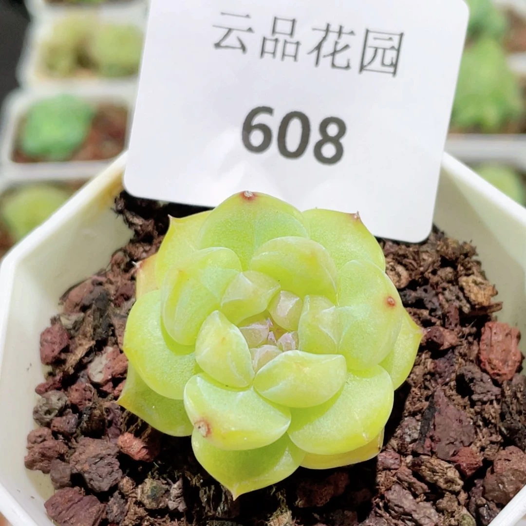 608号糖心冰心珍妮