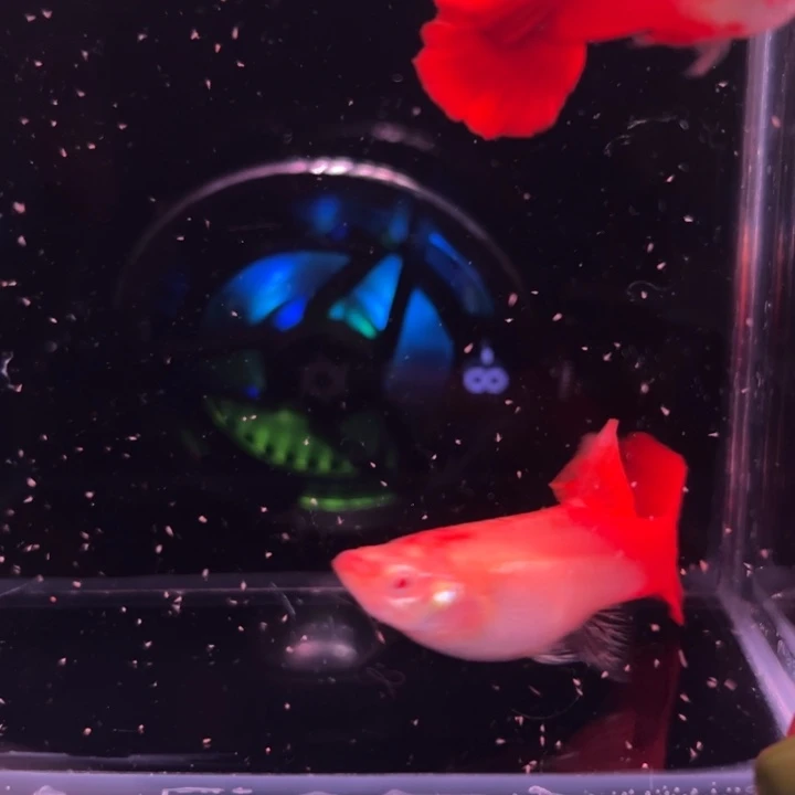 孔雀鱼大背血红1对