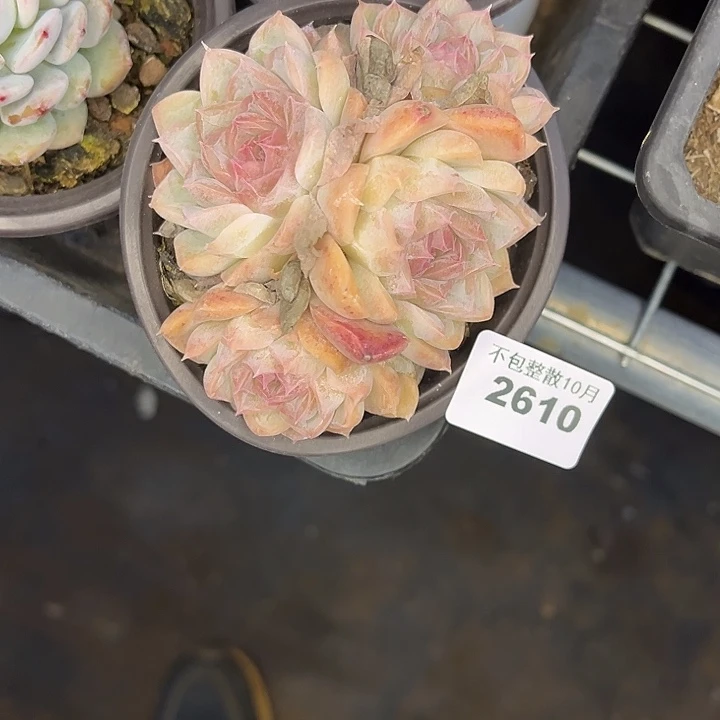 阿雅园艺。         2610如梦令