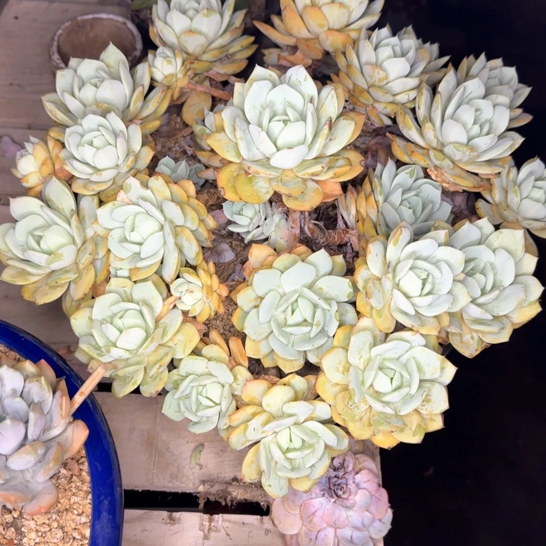 多肉植物多肉植物