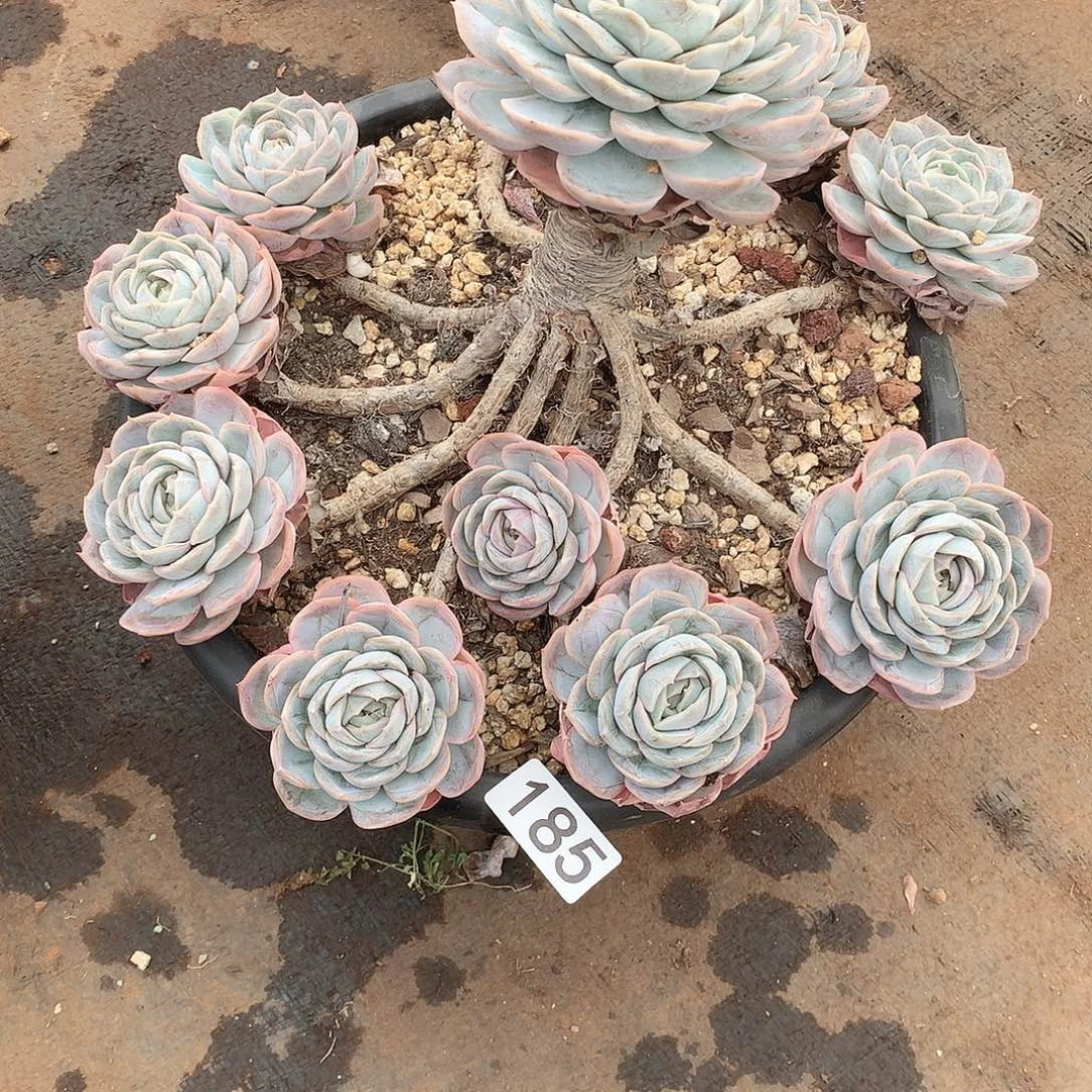 185蓝色惊喜 一物一拍多肉