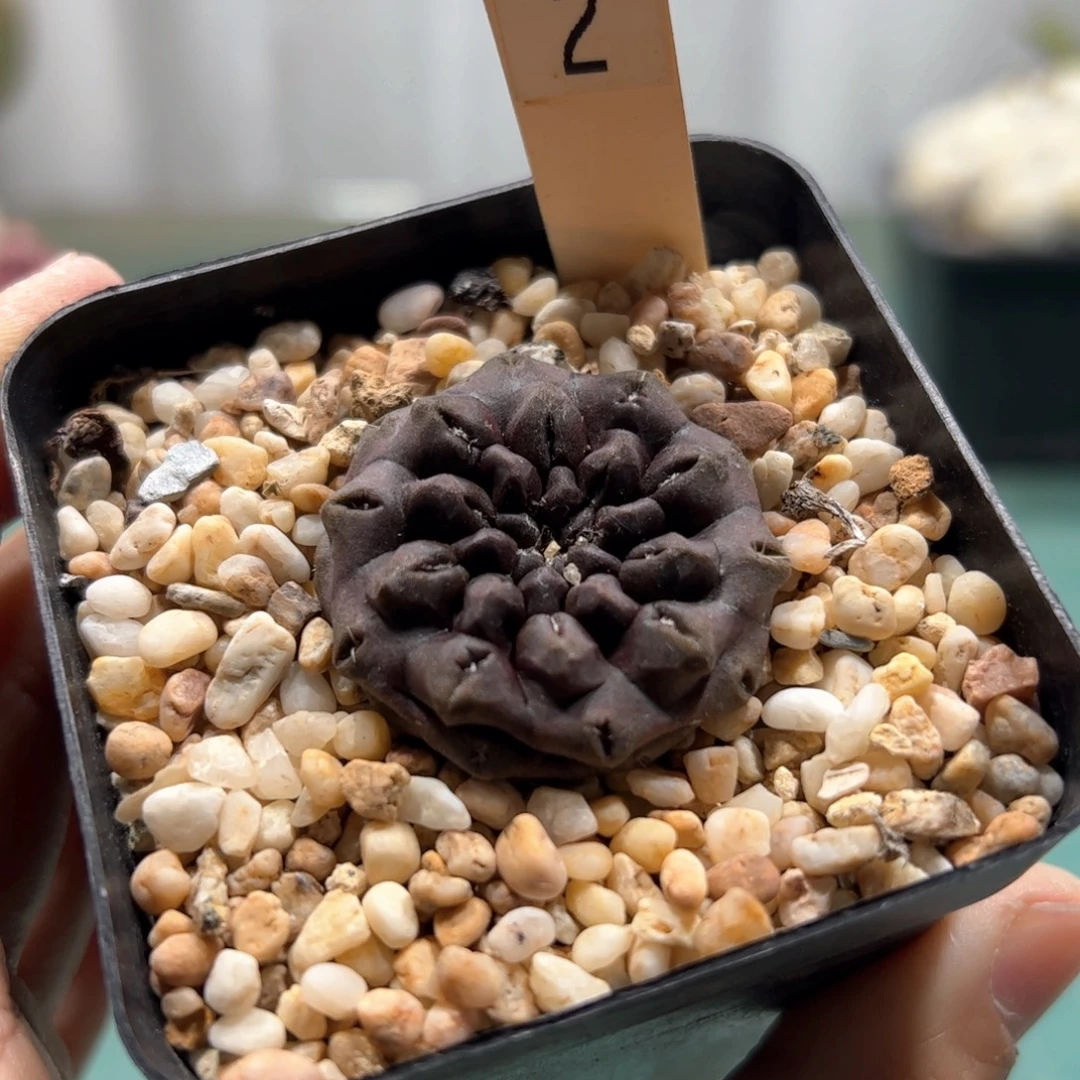 实生雷头玉 脱土发货多肉