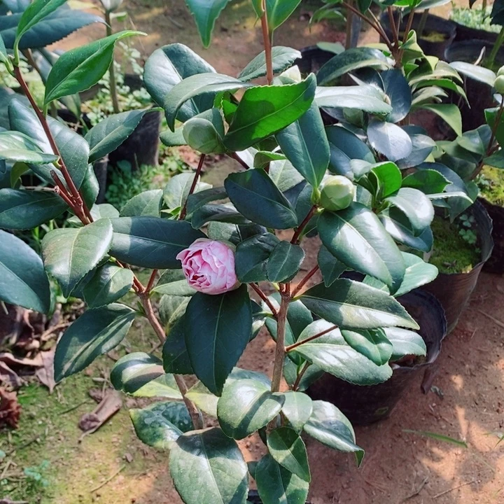 完全开放不知名茶花