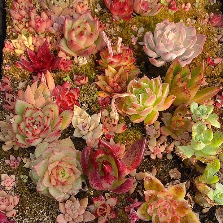 255 多肉植物盆栽花卉植物