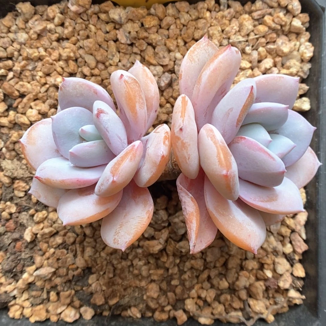 奶茶老桩894号。