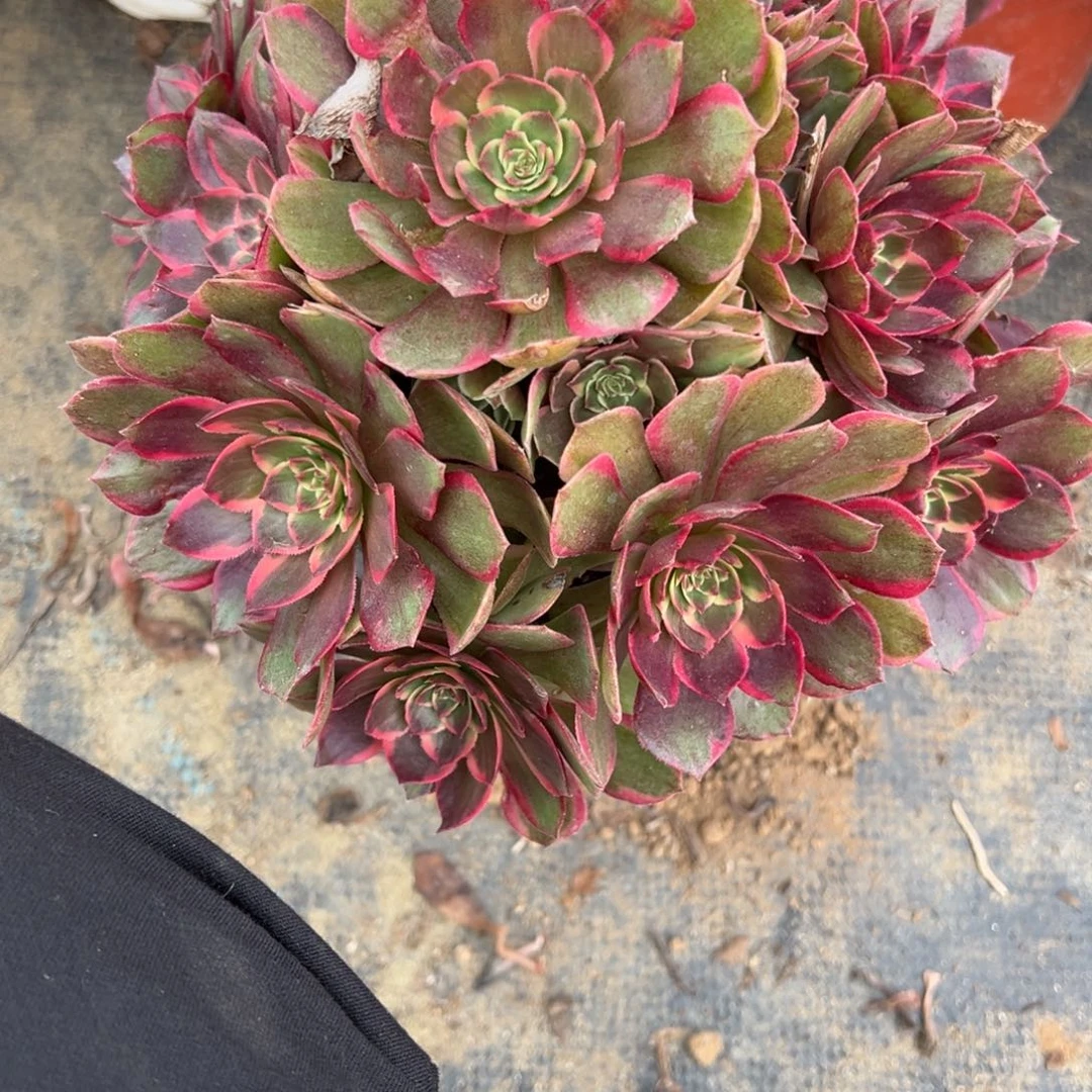 838粉花妖多肉植物法师