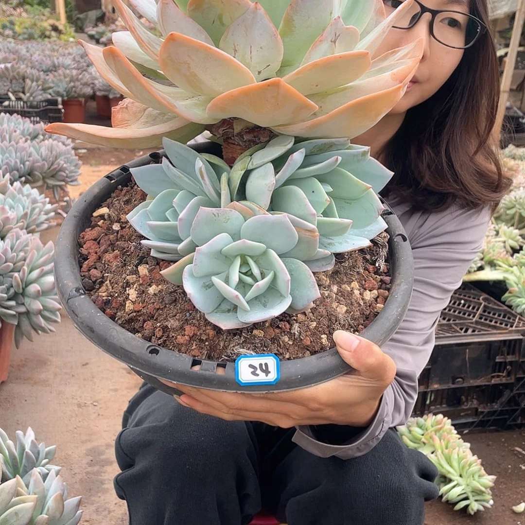 24奶茶 一物一拍多肉