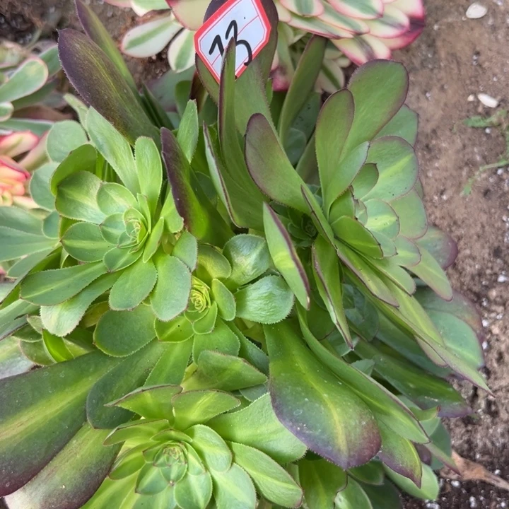 多肉植物73不售后