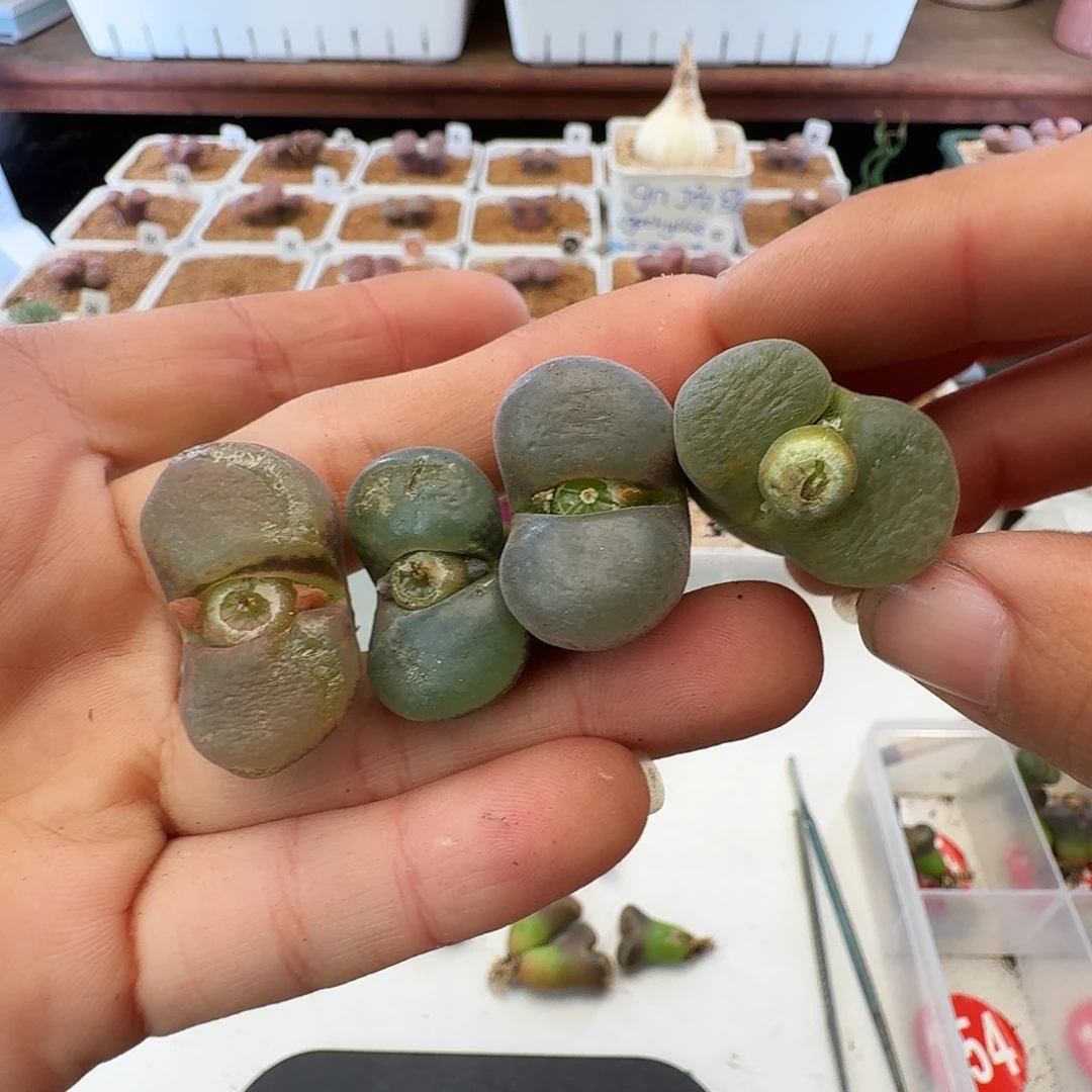 福利瑕疵风铃介意慎拍154