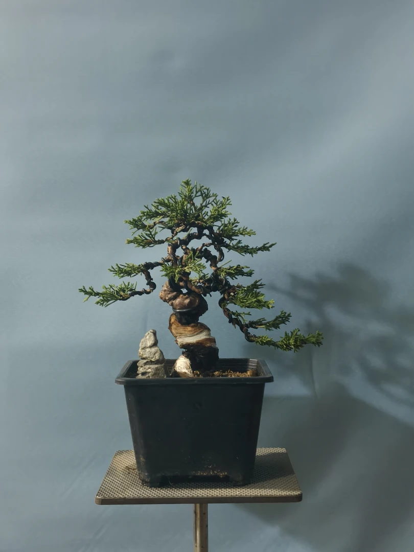 宫坂系鱼川真柏.绿植室内