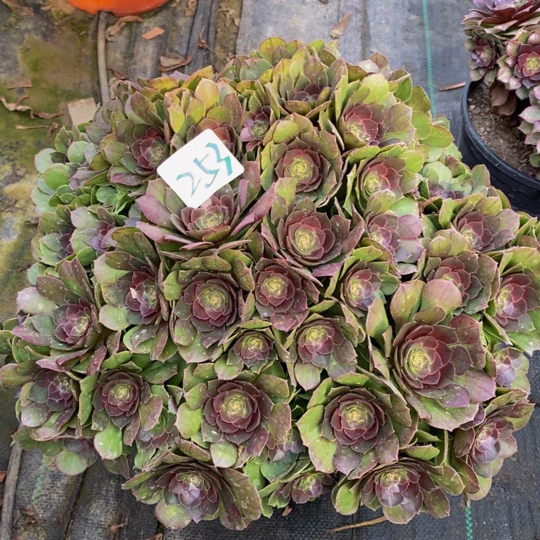 253号糖心沙拉碗法师多肉