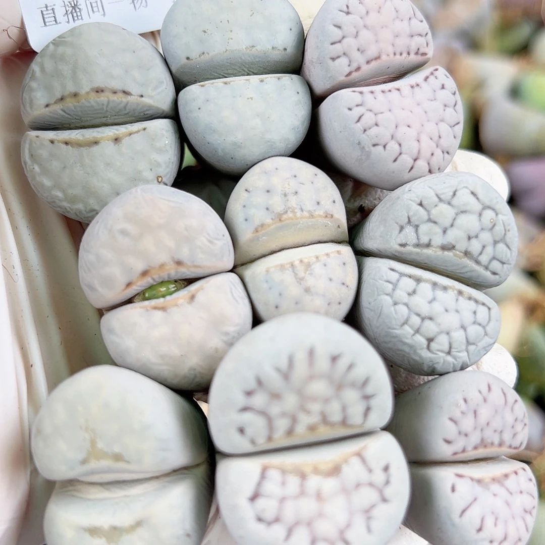 8575 好养易活生石花大母本9个有点干大长腿特价