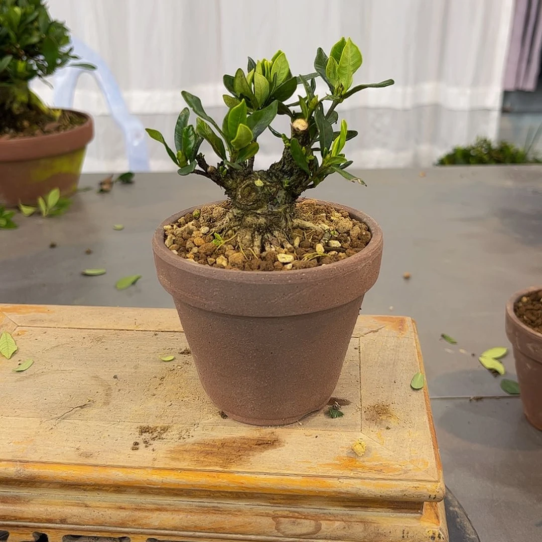 红陶l****0栀子花一物一拍