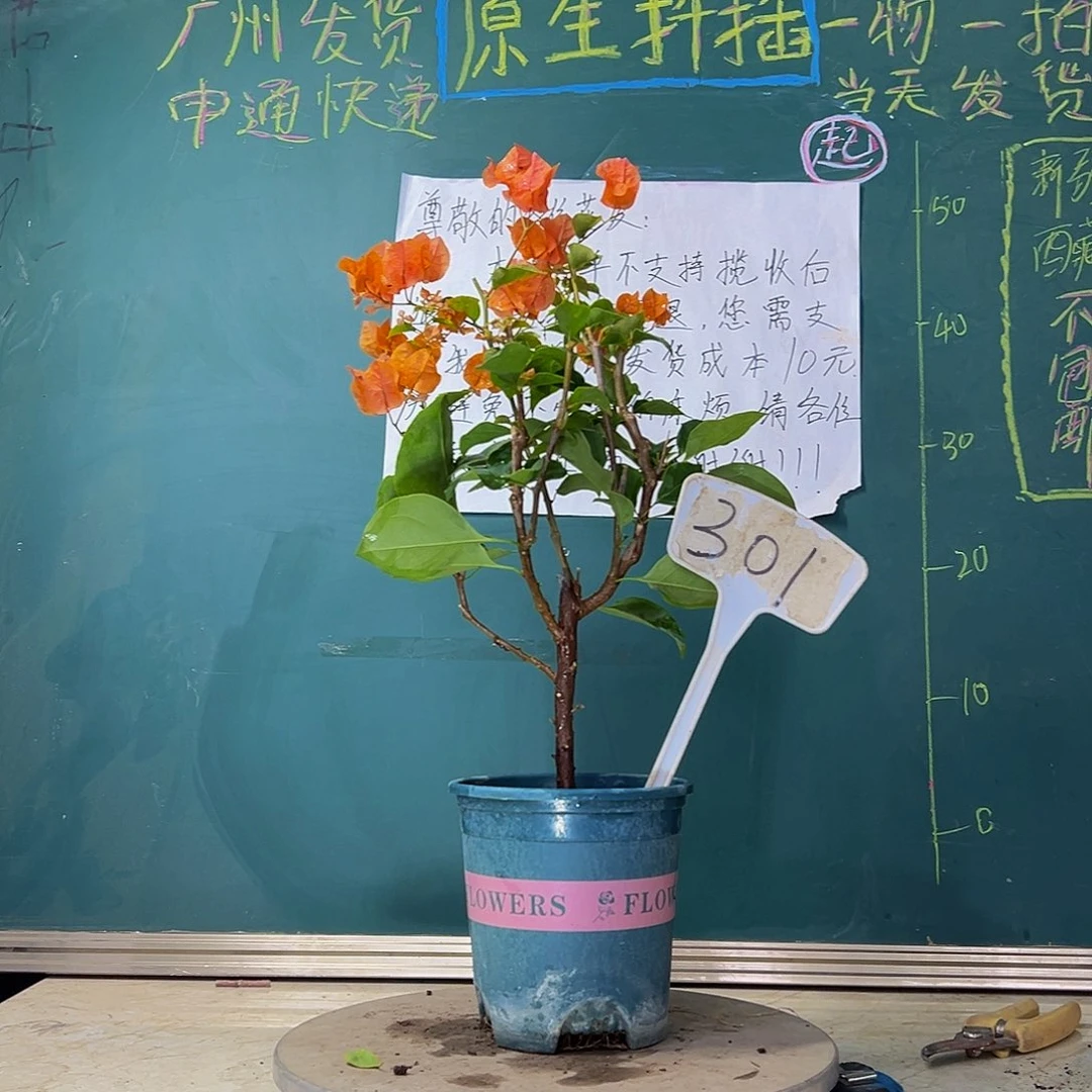 当前无花栽培后可以开花 绿叶橙  301