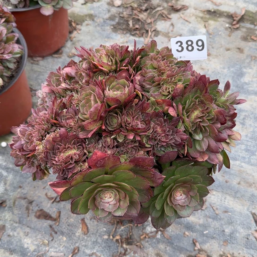 舊*洸389多肉植物万缀