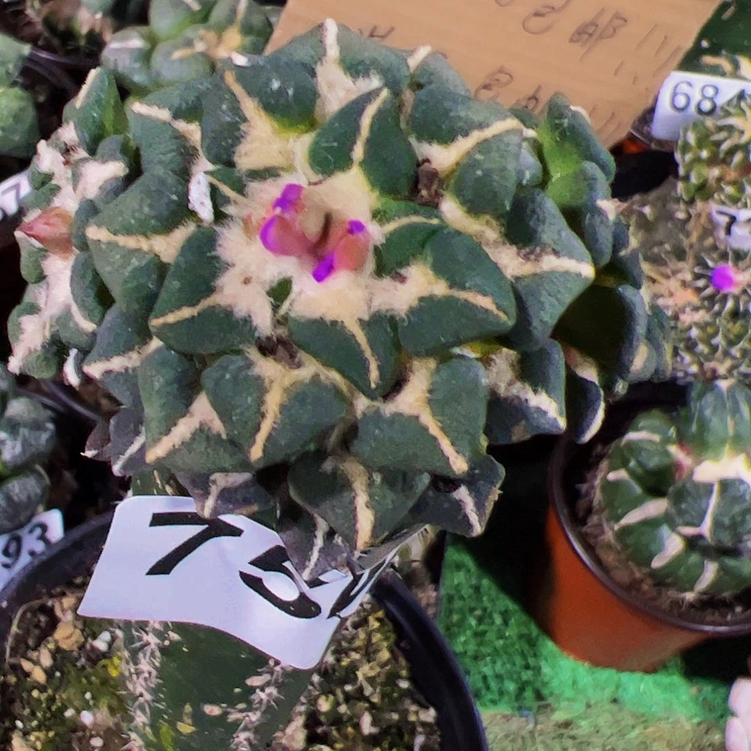 无花朵象足黑牡丹群754