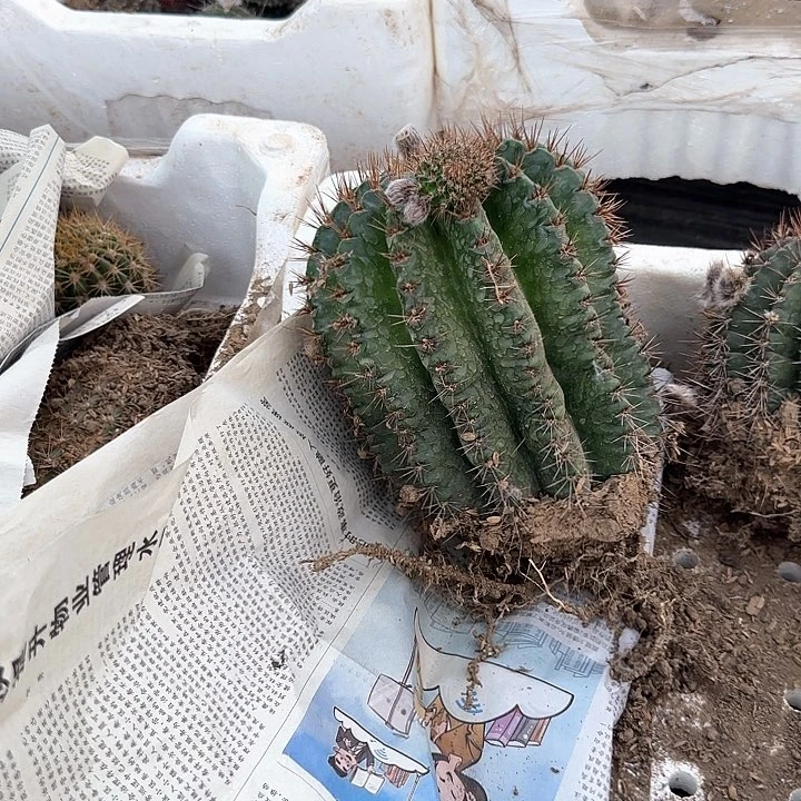 静****H大彩草120的