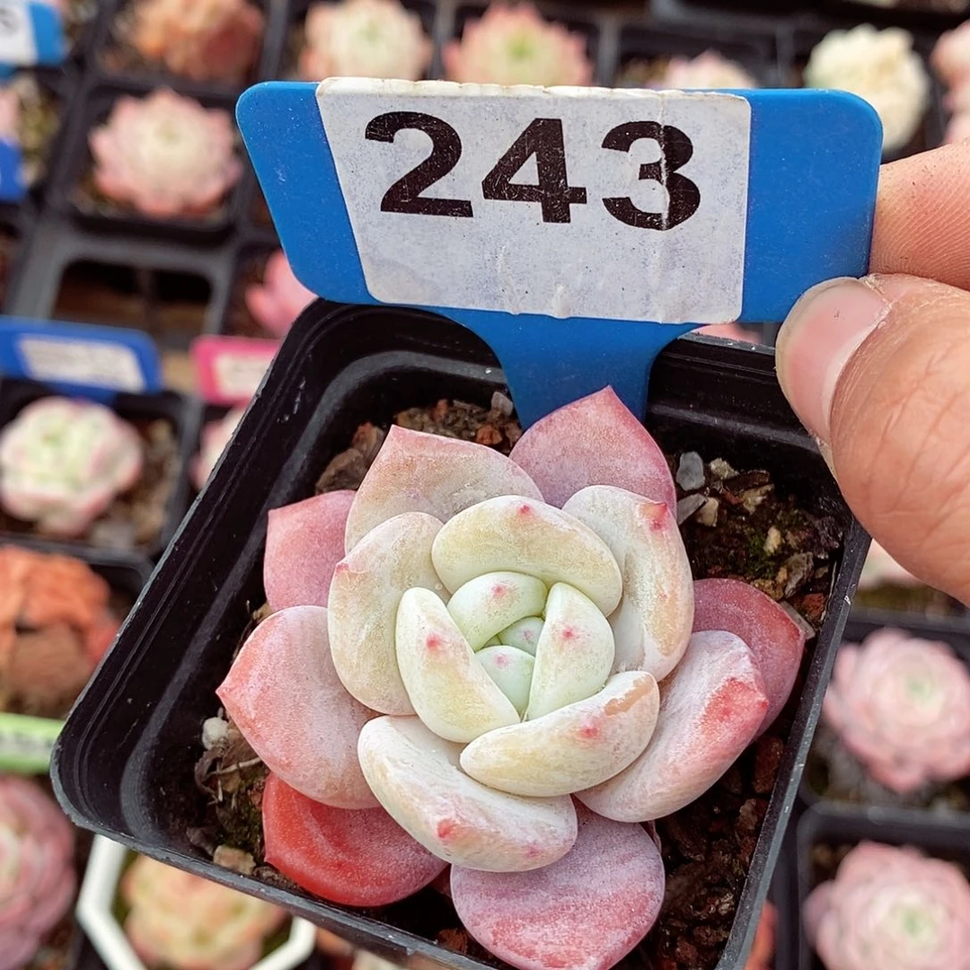 福利5cm左右多肉植物