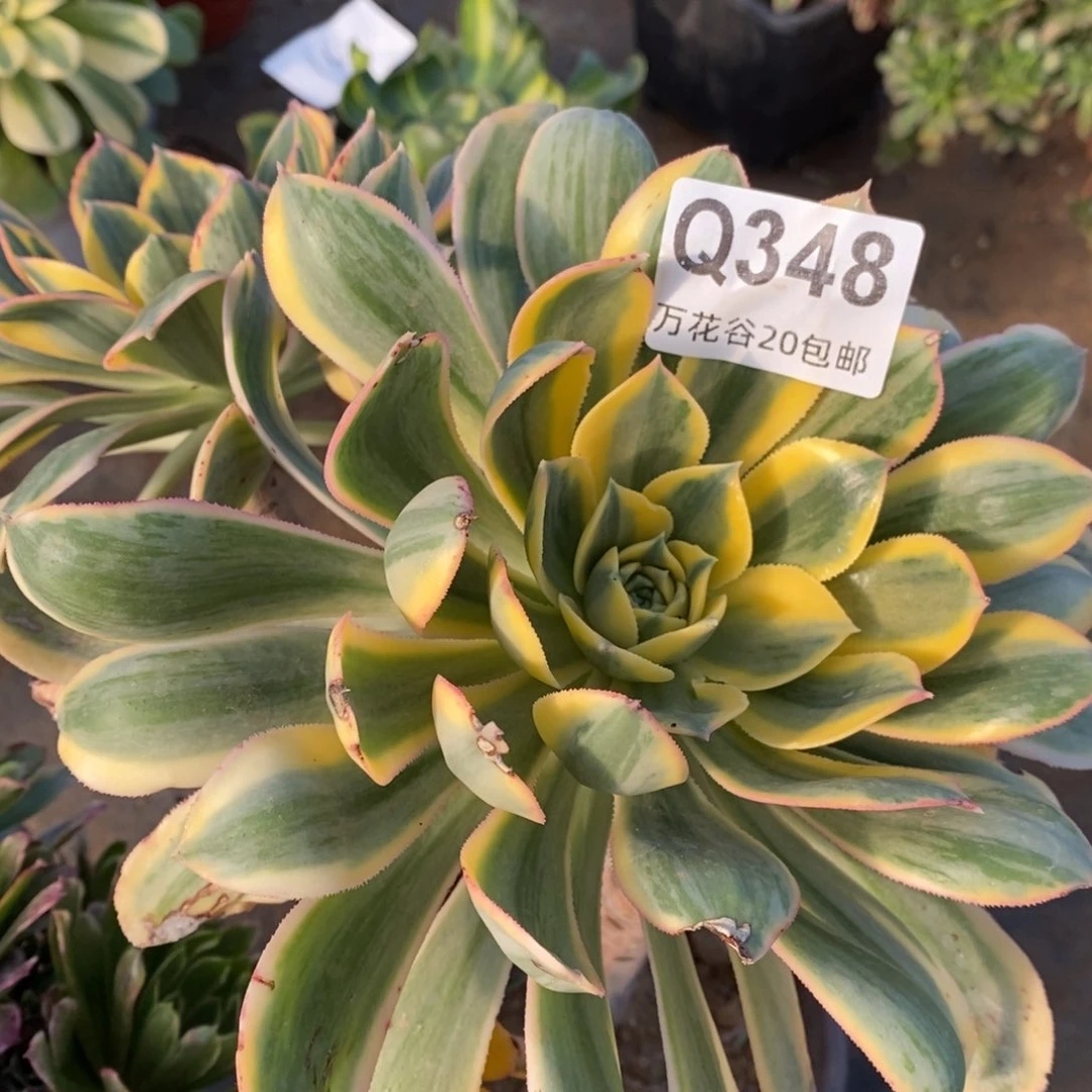 348灿烂多肉植物