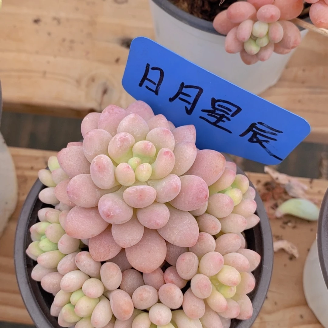 多肉植物，一物一拍，3单包邮