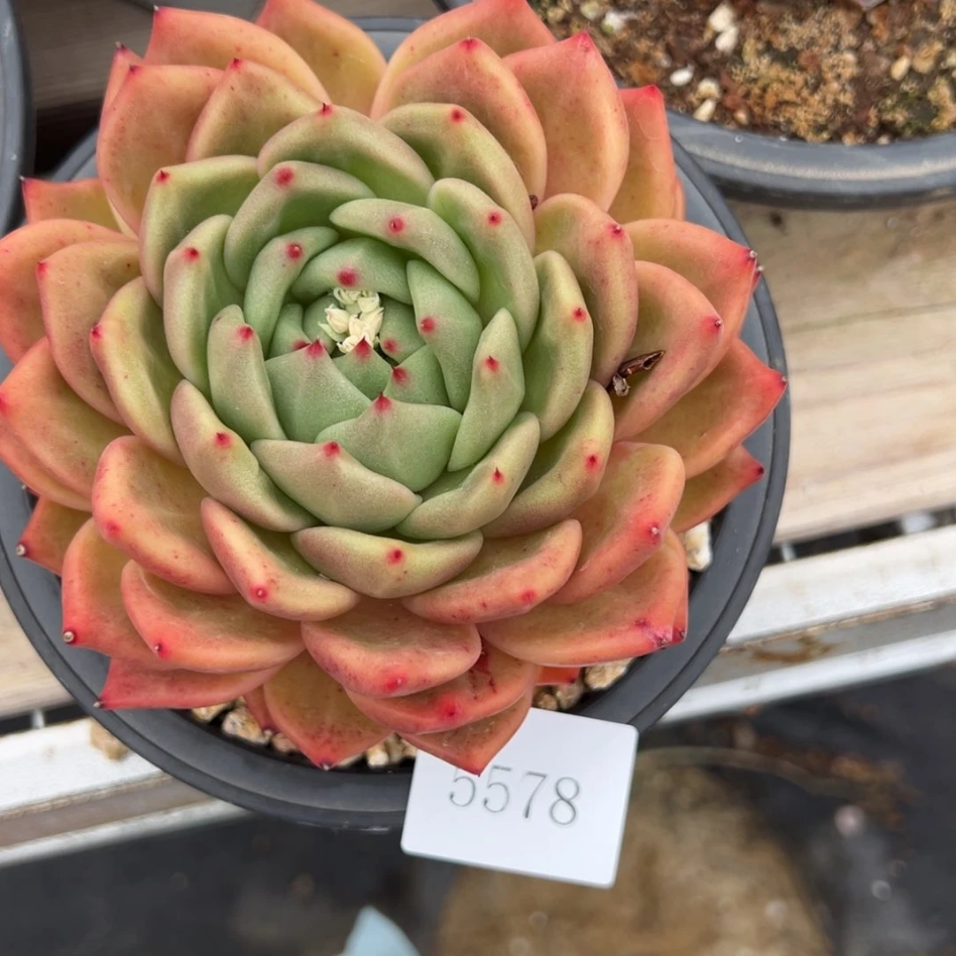 爱****】5578肉肉肉肉肉肉肉肉肉