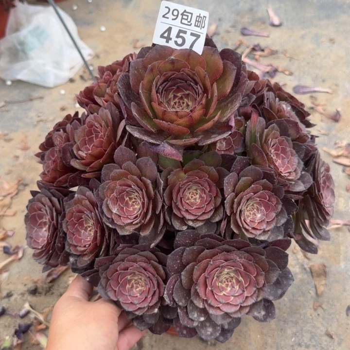 灰姑娘……多肉植物……