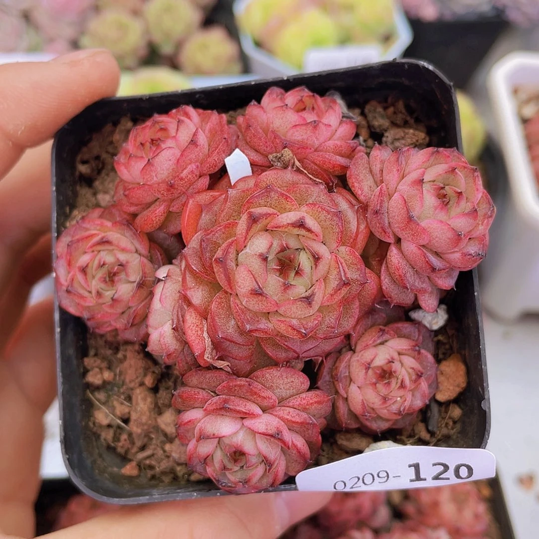 000000000000120量拍