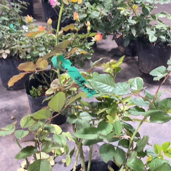 少量花朵（建议范围：2朵-5朵 或40%以下）60浪漫海滩