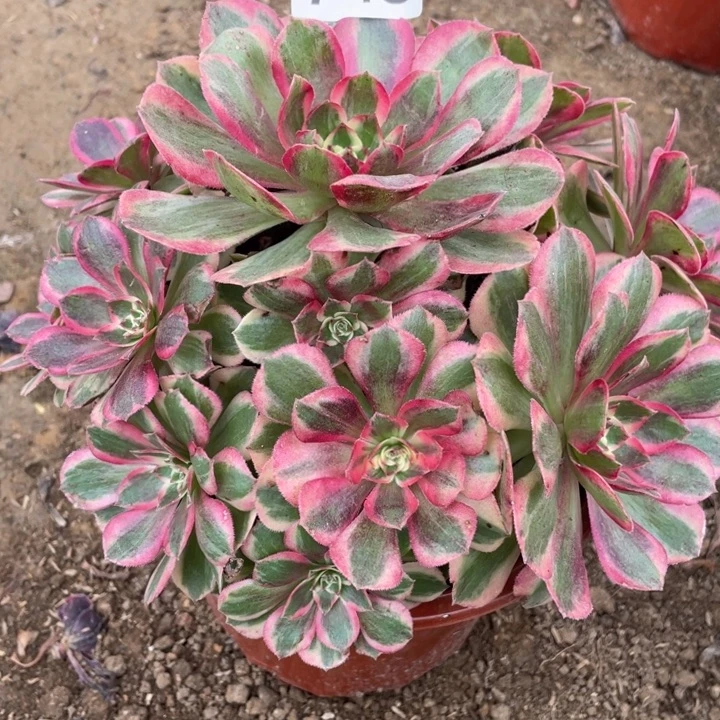 无花朵745多肉植物云荷