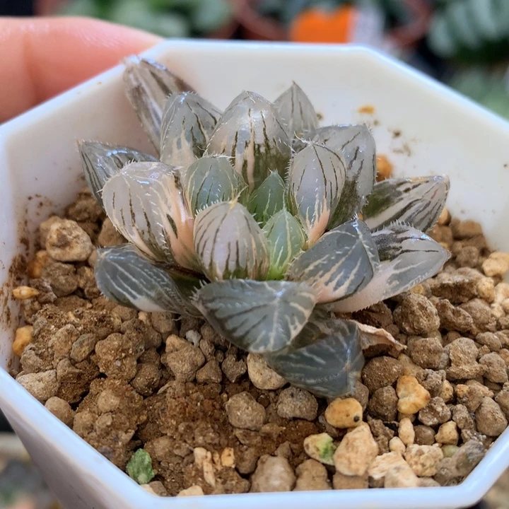 赤线玉露锦，带盆发货