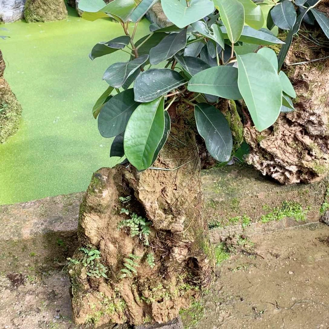 无花朵石头一个石头