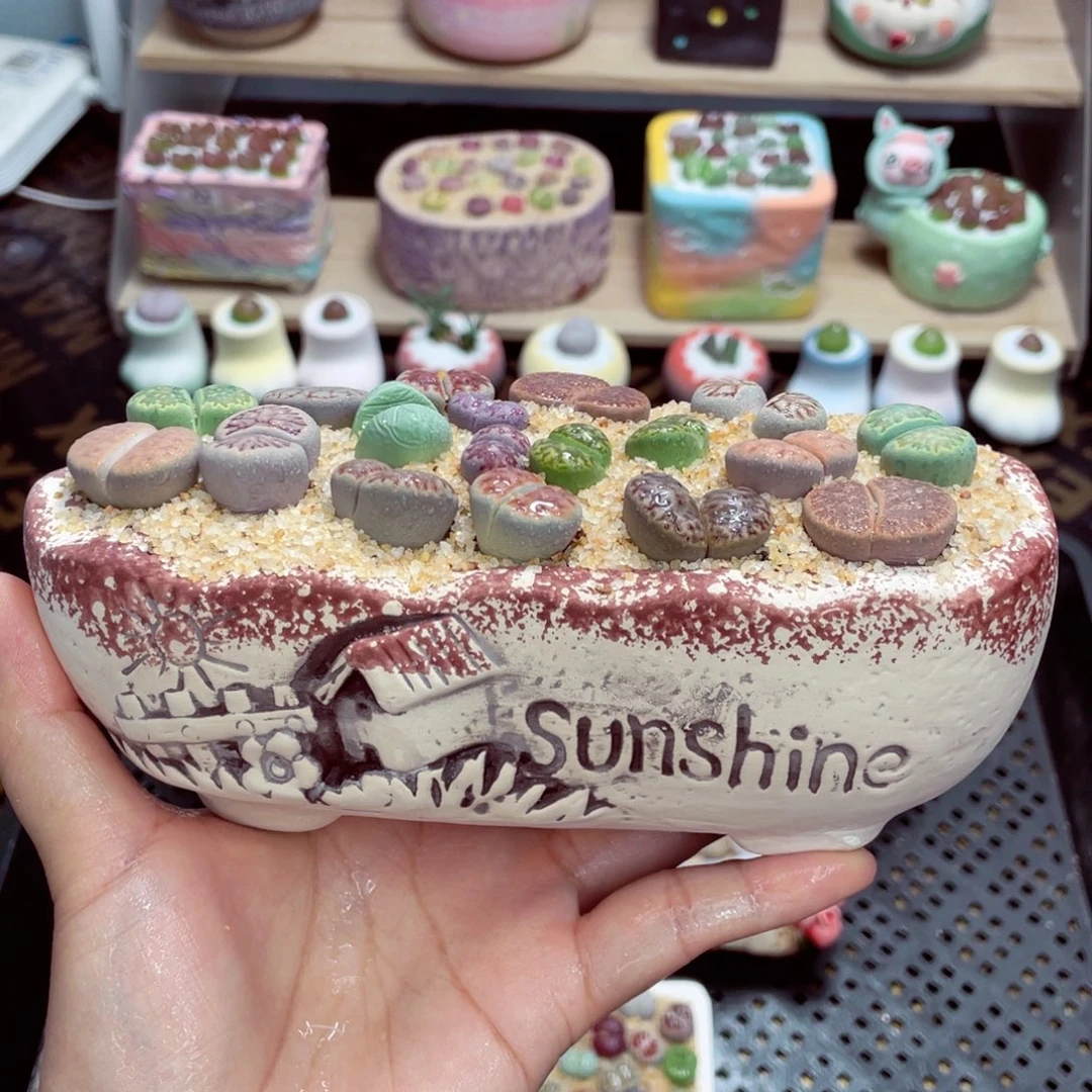 w1500 开播福利 带盆土发货一物一拍