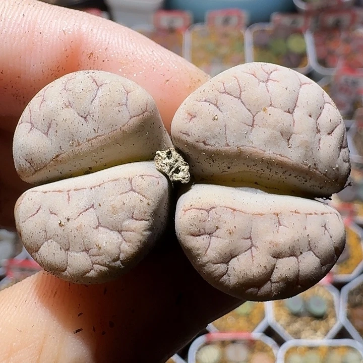 生石花122222。  230